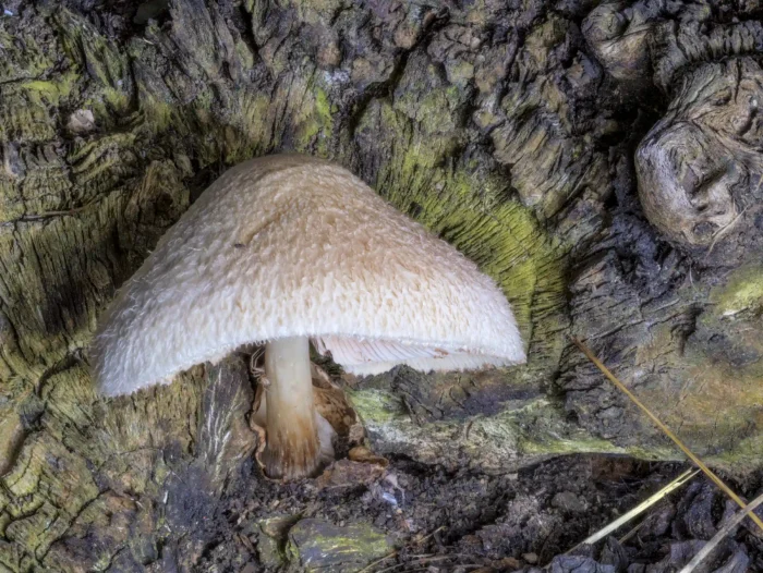Volvariella bombycina &ndash; Wolliger Scheidling, leider ist die mit Punkten besetzte Volva fast eingetrocknet