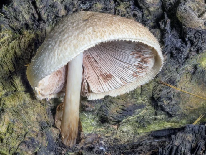 Volvariella bombycina &ndash; Wolliger Scheidling, man beachte den Hutrand, auf den Lamellen dunkellrosa Sporenpulver