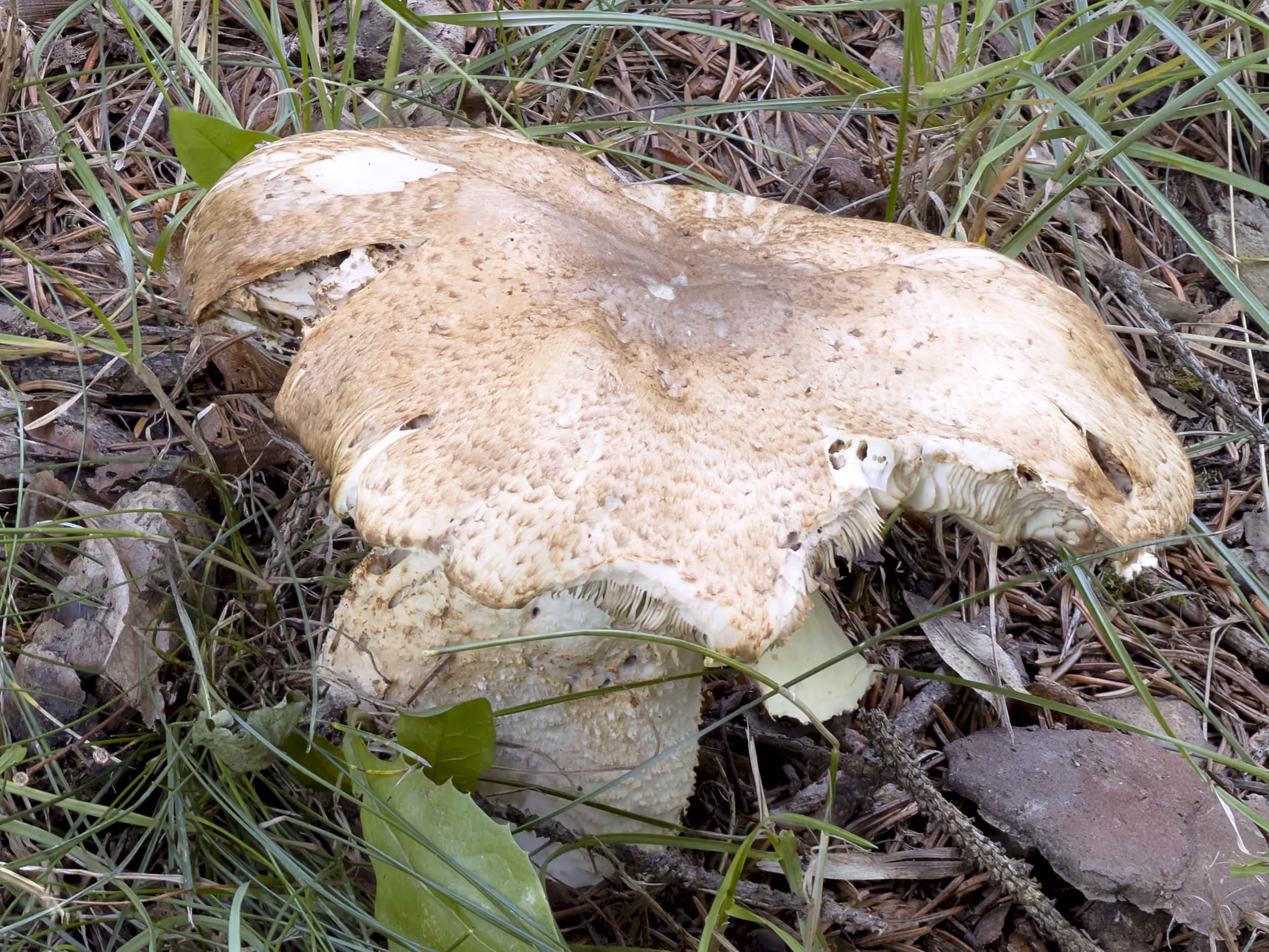 Agaricus augustus – Riesen-Champignon, Pilzschule-Vogtland