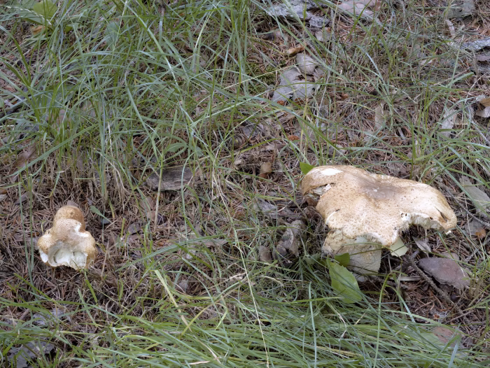 Agaricus augustus &ndash; Riesen-Champignon, die Saprobionten kommen im Mischwald und in Parkanlagen vor