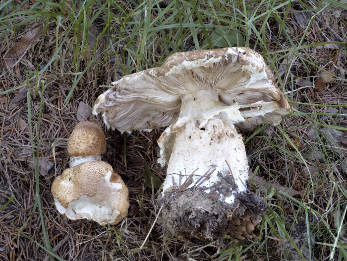 Agaricus augustus &ndash; Riesen-Champignon, die Fruchtk&ouml;rper k&ouml;nnen bis 30&nbsp;cm breit werden