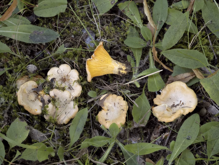 Cantharellus pallens &ndash; Blasser Pfifferling, die Pilze wachsen in Gruppen wie der normale Pfifferling auch