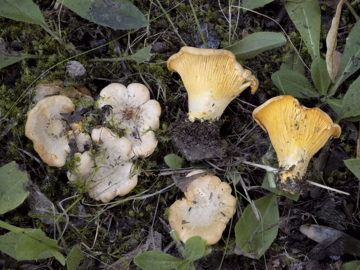 Cantharellus pallens &ndash; Blasser Pfifferling, die H&uuml;te sind deutlich blassgelb