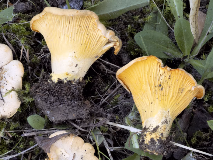 Cantharellus pallens &ndash; Blasser Pfifferling, die Leisten sind so gelb wie beim normalen Pfifferling