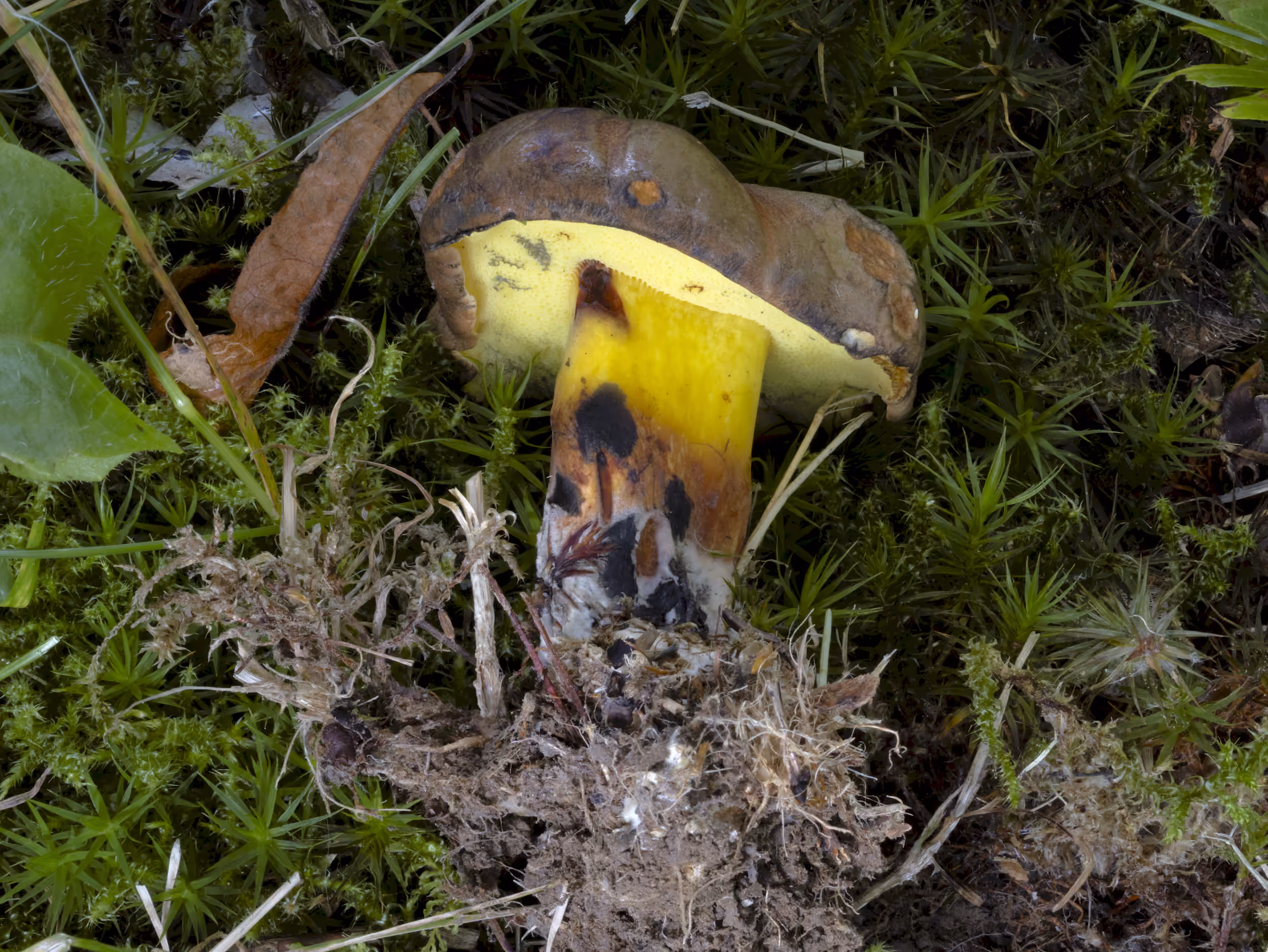 Cyanoboletus pulverulentus – Schwärzender Röhrling, Pilzschule-Vogtland