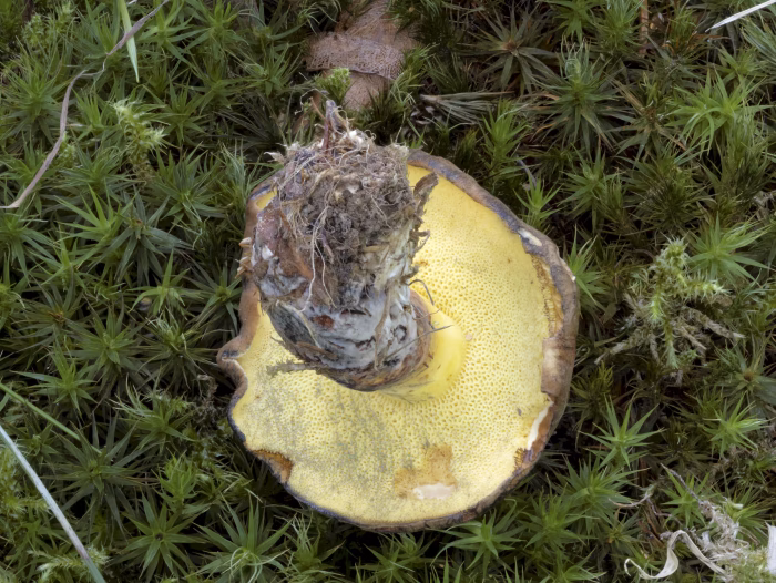 Cyanoboletus pulverulentus &ndash; Schw&auml;rzender R&ouml;hrling, die R&ouml;hren sind gelb und f&auml;rben ebenfalls bei Ber&uuml;hrung um