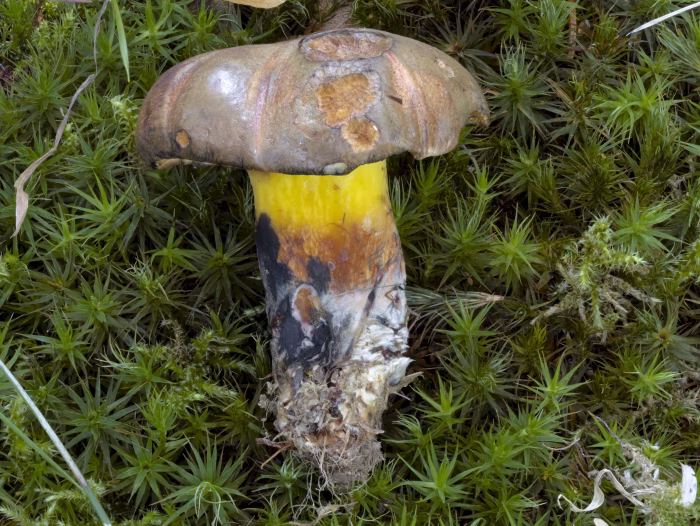 Cyanoboletus pulverulentus &ndash; Schw&auml;rzender R&ouml;hrling, gelber Steil mit einem rotbraunen Fu&szlig;