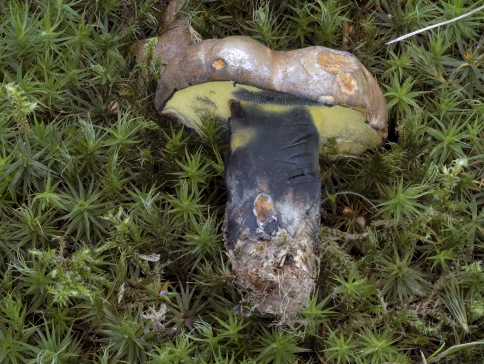 Cyanoboletus pulverulentus &ndash; Schw&auml;rzender R&ouml;hrling, bei Ber&uuml;hrungen f&auml;rbt sich der Stiel sofort blauschwarz
