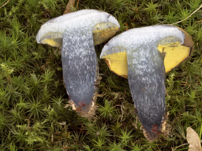Cyanoboletus pulverulentus &ndash; Schw&auml;rzender R&ouml;hrling, das gelbe Fleisch f&auml;rbt sich sofort blauschwarz um