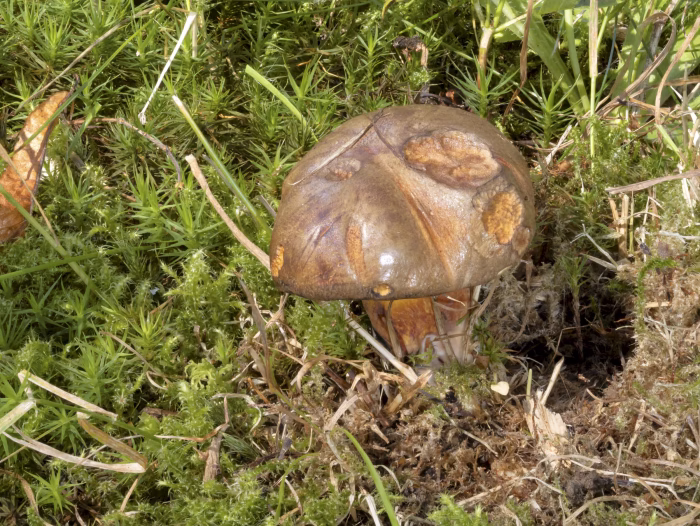 Cyanoboletus pulverulentus &ndash; Schw&auml;rzender R&ouml;hrling, der Mykorrhizapilz kommt meist bei Laubb&auml;umen vor