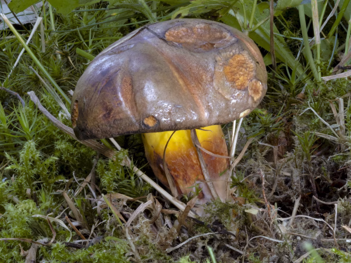 Cyanoboletus pulverulentus &ndash; Schw&auml;rzender R&ouml;hrling, die H&uuml;te sind trocken leicht gl&auml;nzend
