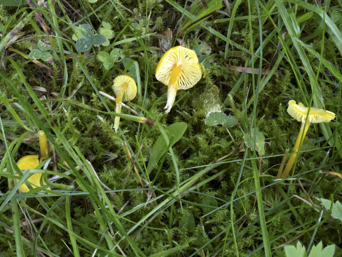 Hygrocybe glutinipes &ndash; Klebriger Saftling, Pilze in unterschiedlichen Altersstufen