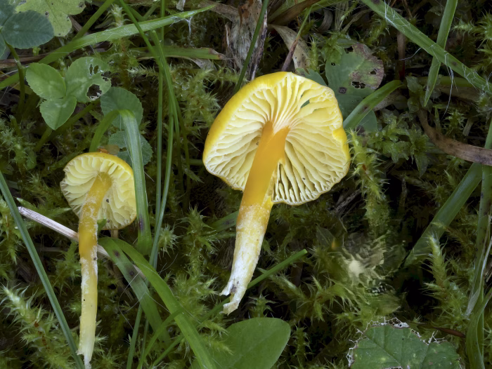 Hygrocybe glutinipes &ndash; Klebriger Saftling, die Fruchtk&ouml;rper sind sehr fragil