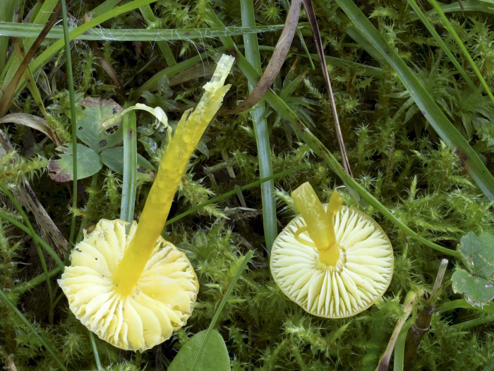 Hygrocybe glutinipes &ndash; Klebriger Saftling, typisch weitstehende Lamellen, mit Zwischenlamellen