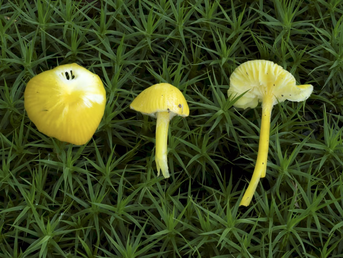 Hygrocybe glutinipes &ndash; Klebriger Saftling, geriefte H&uuml;te sind typisch, der gesamte Pilz ist stark klebend
