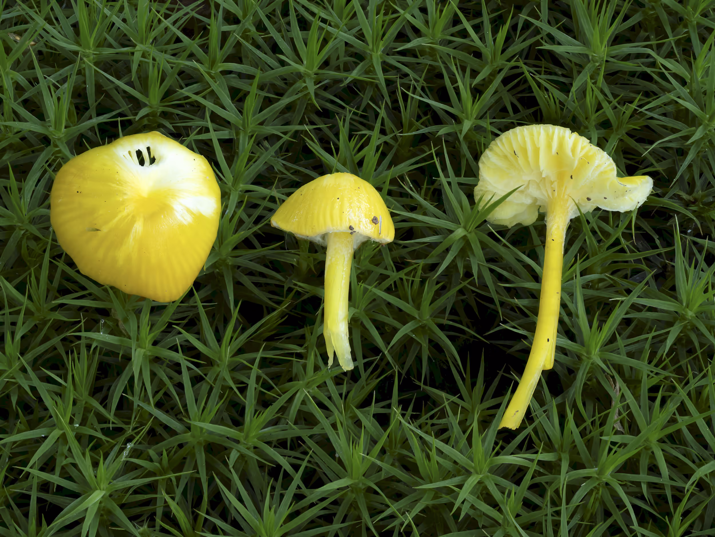 Hygrocybe glutinipes – Klebriger Saftling, Pilzschule-Vogtland
