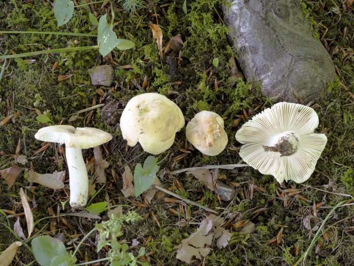 Russula violeipes &ndash; Pfirsicht&auml;ubling, Fund bei Laubb&auml;umen in einem Park