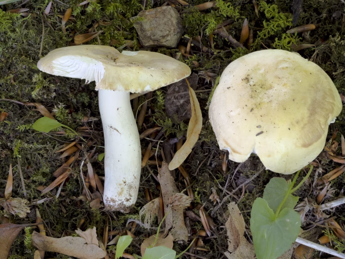 Russula violeipes &ndash; Pfirsicht&auml;ubling, die Hutfarbe ist namensgebend