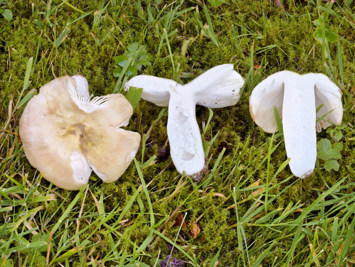 Russula violeipes &ndash; Pfirsicht&auml;ubling, der Stiel ist teilweise hohl