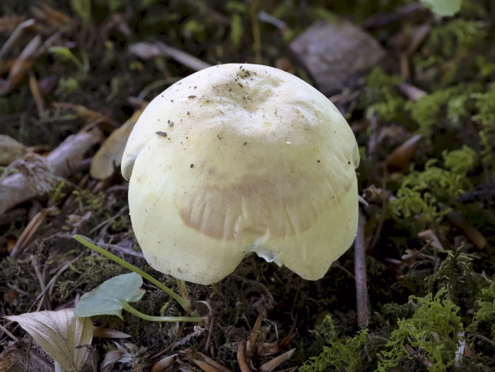 Russula violeipes &ndash; Pfirsicht&auml;ubling, der Hut ist wachsartig, die Finger sind hinterher wie mit Wachs &uuml;berzogen