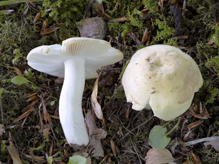 Russula violeipes &ndash; Pfirsicht&auml;ubling, der wei&szlig;e Stiel kann im Alter violett angehaucht sein