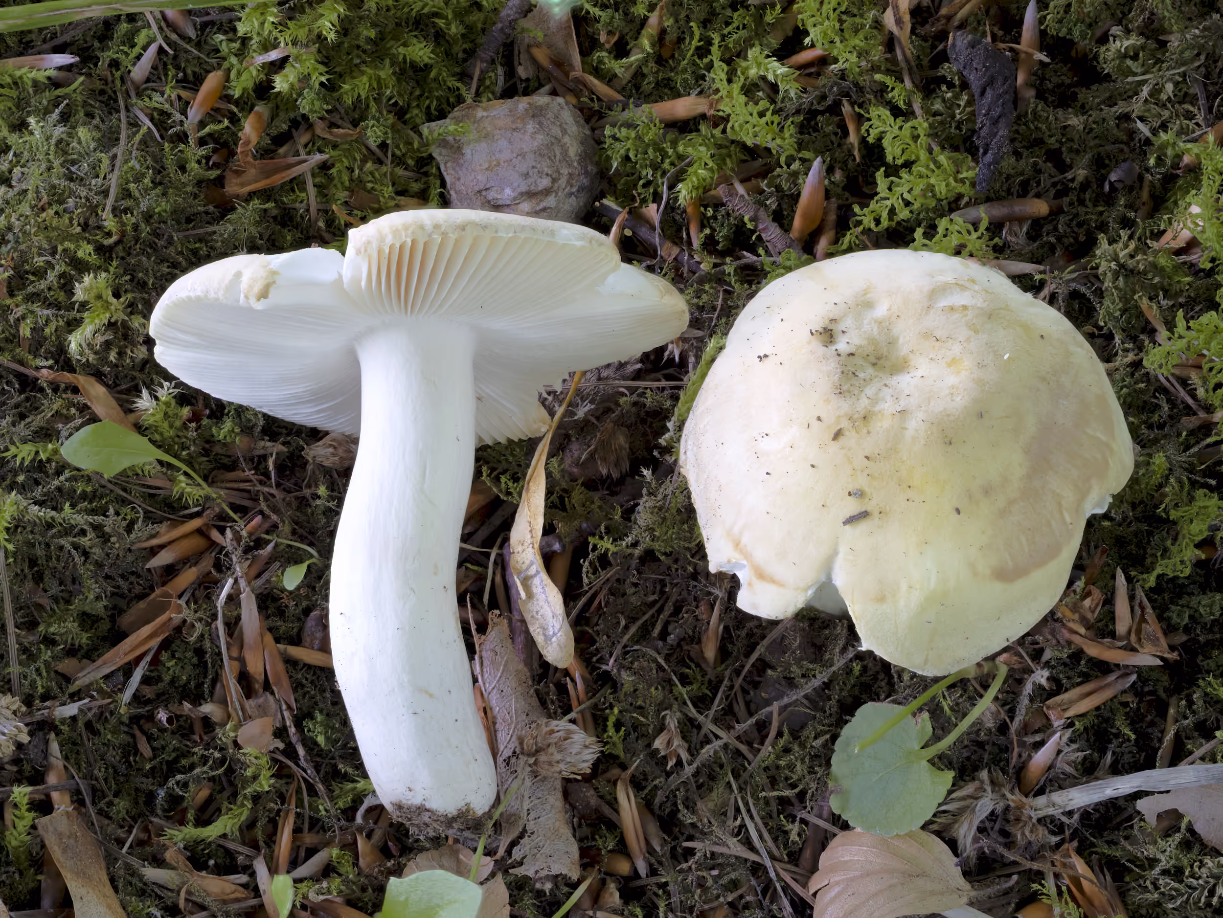 Russula violeipes – Pfirsichtäubling, Pilzschule-Vogtland