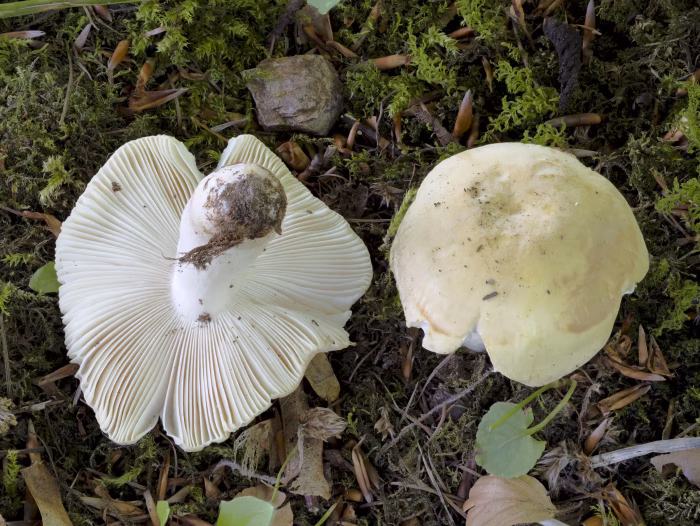 Russula violeipes &ndash; Pfirsicht&auml;ubling, das Sporenpulver ist leicht ockerfarben