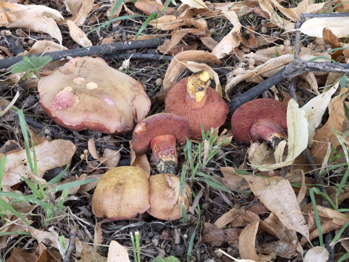 Chalciporus rubinus &ndash; Rubinroter Zwergr&ouml;hrling, eine Gruppe unterschiedlicher Altersstufen