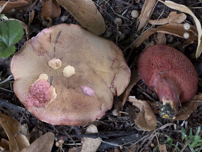 Chalciporus rubinus &ndash; Rubinroter Zwergr&ouml;hrling, die H&uuml;te sind leicht filzig