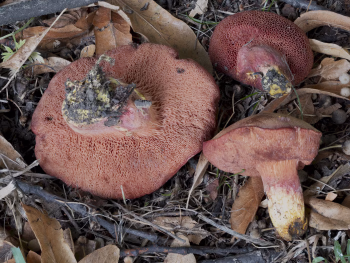 Chalciporus rubinus &ndash; Rubinroter Zwergr&ouml;hrling, Blick auf die R&ouml;hren