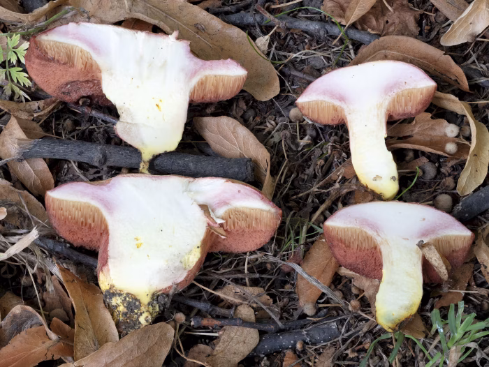 Chalciporus rubinus &ndash; Rubinroter Zwergr&ouml;hrling, die Pilze werden rund 5&nbsp;cm breit
