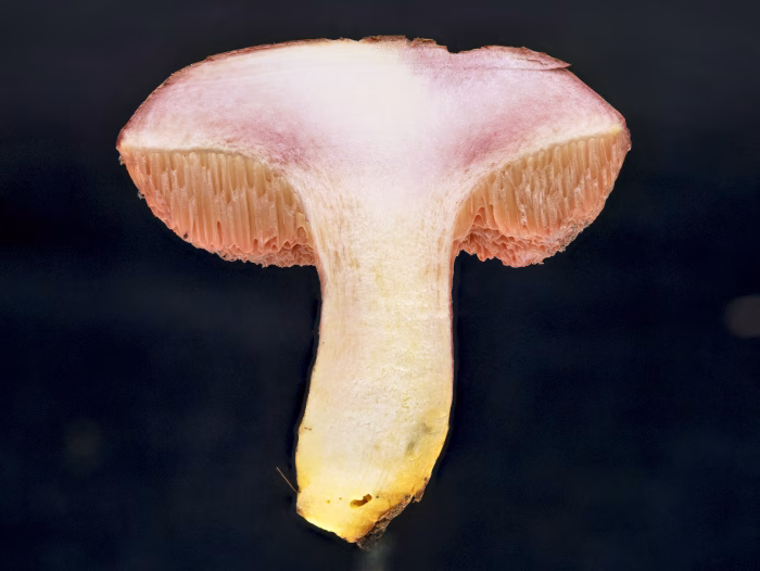 Chalciporus rubinus &ndash; Rubinroter Zwergr&ouml;hrling, im Schnittbild die arttypische F&auml;rbung