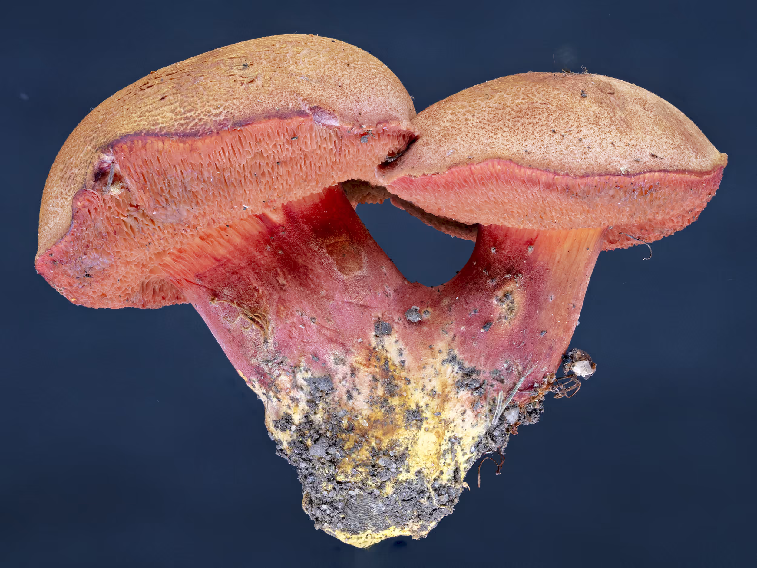 Chalciporus rubinus – Rubinroter Zwergröhrling, Pilzschule-Vogtland