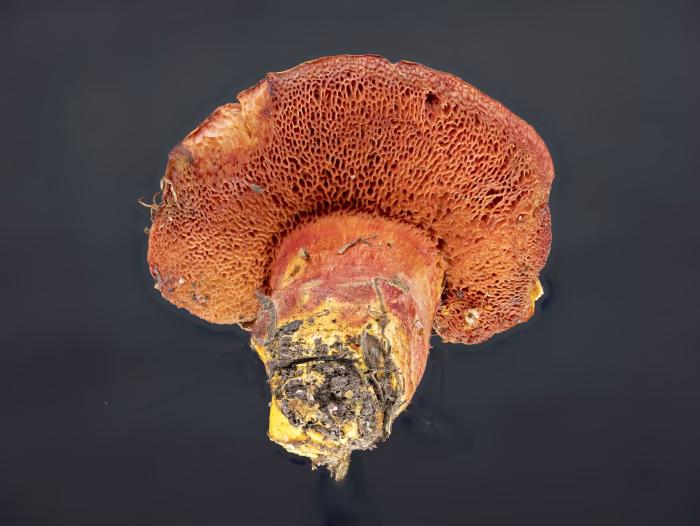 Chalciporus rubinus &ndash; Rubinroter Zwergr&ouml;hrling, Makroaufnahme