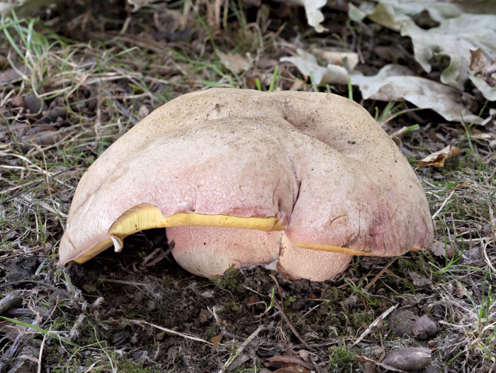 Rubroboletus legaliae &ndash; Le Gals Dickr&ouml;hrling, typische F&auml;rbung von Hut und Stiel