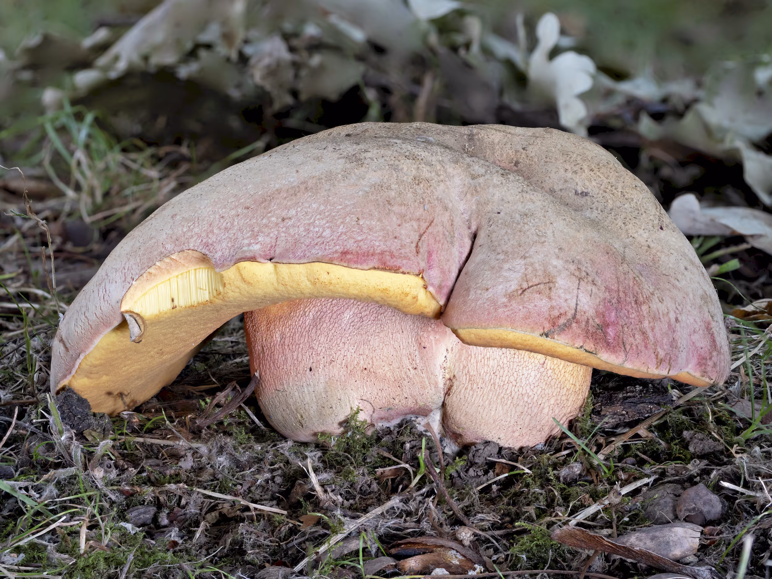 Rubroboletus legaliae – Le Gals Dickröhrling, Pilzschule-Vogtland