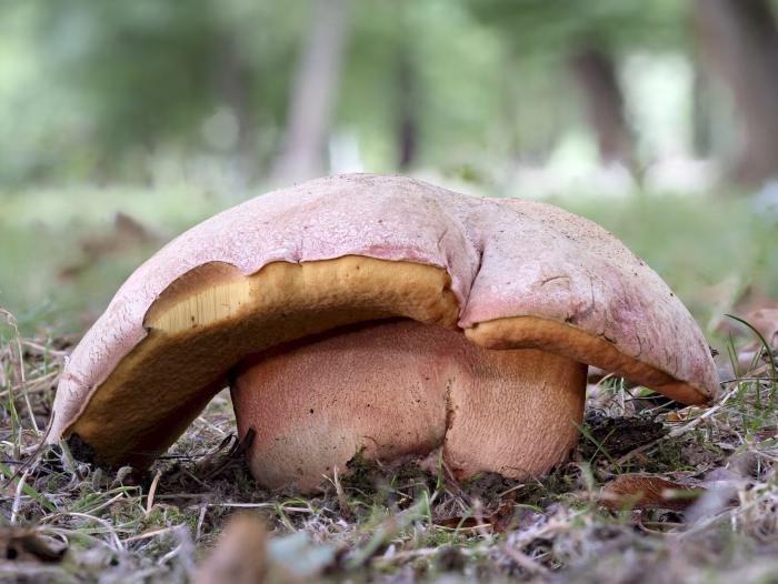 Rubroboletus legaliae &ndash; Le Gals Dickr&ouml;hrling, der Fund wurde durch eine genetische Untersuchung best&auml;tigt
