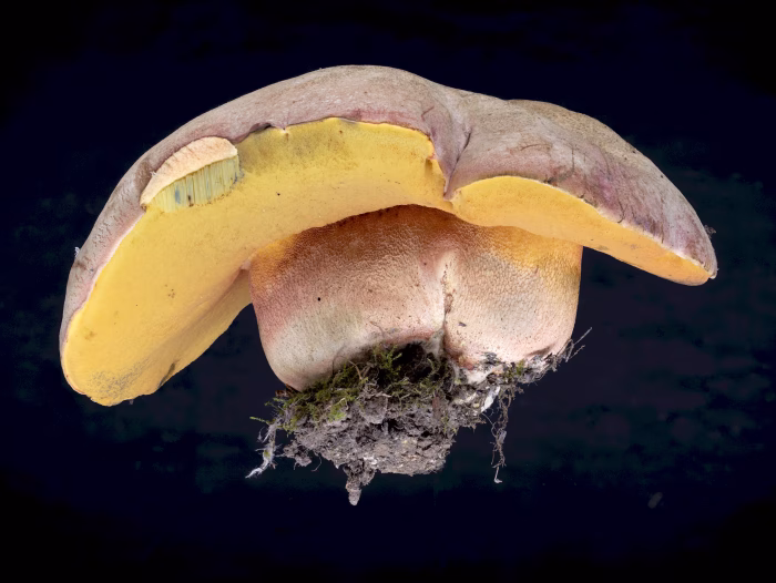 Rubroboletus legaliae &ndash; Le Gals Dickr&ouml;hrling, da der Pilz bereits umgesto&szlig;en war, habe ich ihn f&uuml;r Fotos mitgenommen.