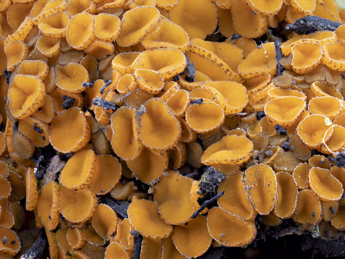 Anthracobia macrocystis &ndash; Fastbehaarter Brandstellenbecherling, rund 4 Wochen nach dem Brand erscheint diese Art