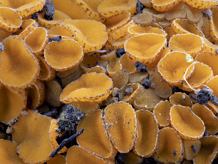 Anthracobia macrocystis &ndash; Fastbehaarter Brandstellenbecherling, dicht gedr&auml;ngt w&auml;chst auch diese Art