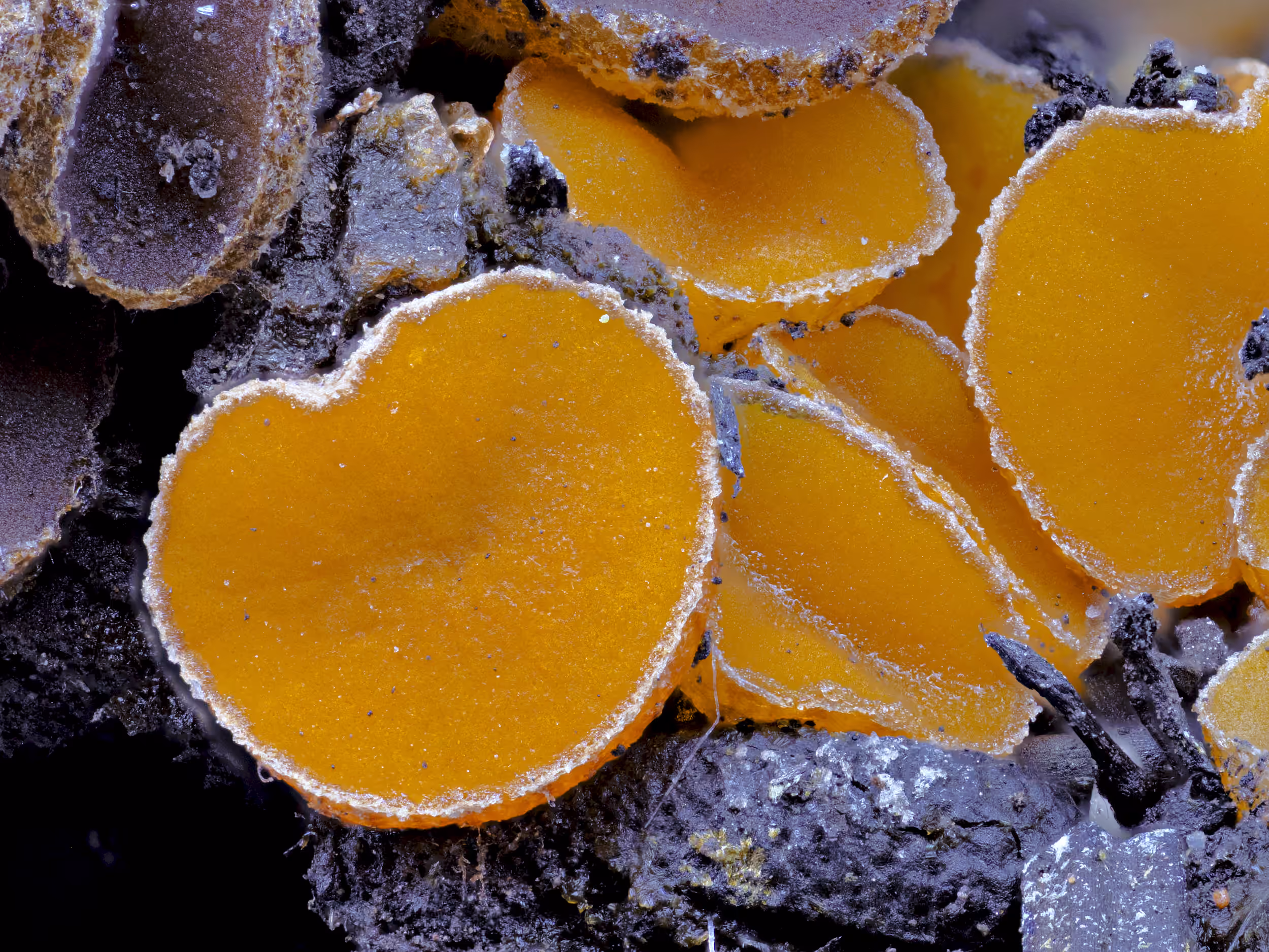 Anthracobia macrocystis – Fastbehaarter Brandstellenbecherling, Pilzschule-Vogtland