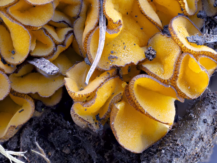 Anthracobia melaloma &ndash; Schwarzges&auml;umter Brandstellenbecherling, die Becherchen sind 2,5 mm gro&szlig;