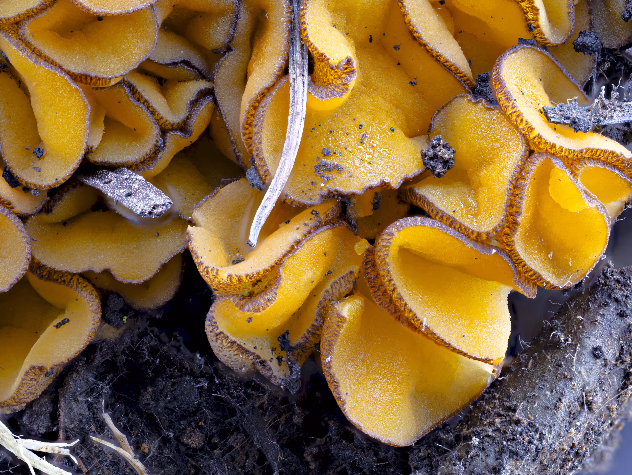 Anthracobia melaloma – Schwarzgesäumter Brandstellenbecherling, Pilzschule-Vogtland