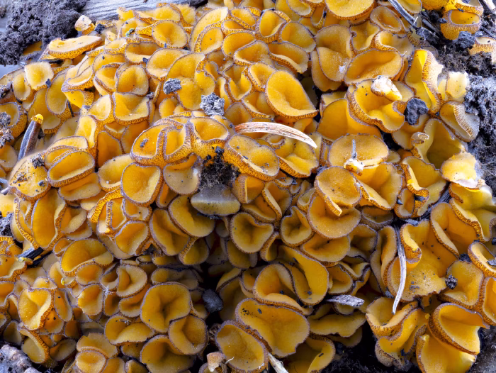Anthracobia melaloma &ndash; Schwarzges&auml;umter Brandstellenbecherling, die dunklen H&auml;rchen am Rand sind namensgebend