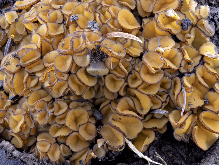 Anthracobia melaloma &ndash; Schwarzges&auml;umter Brandstellenbecherling, bildet dichte Polster