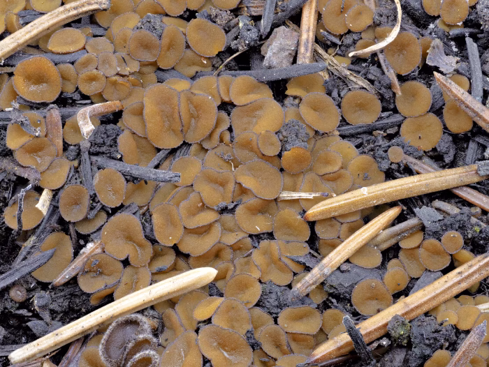 Anthracobia tristis &ndash; Dunkler Brandstellenbecherling, dicht gedr&auml;ngt wachsen die Fruchtk&ouml;rper