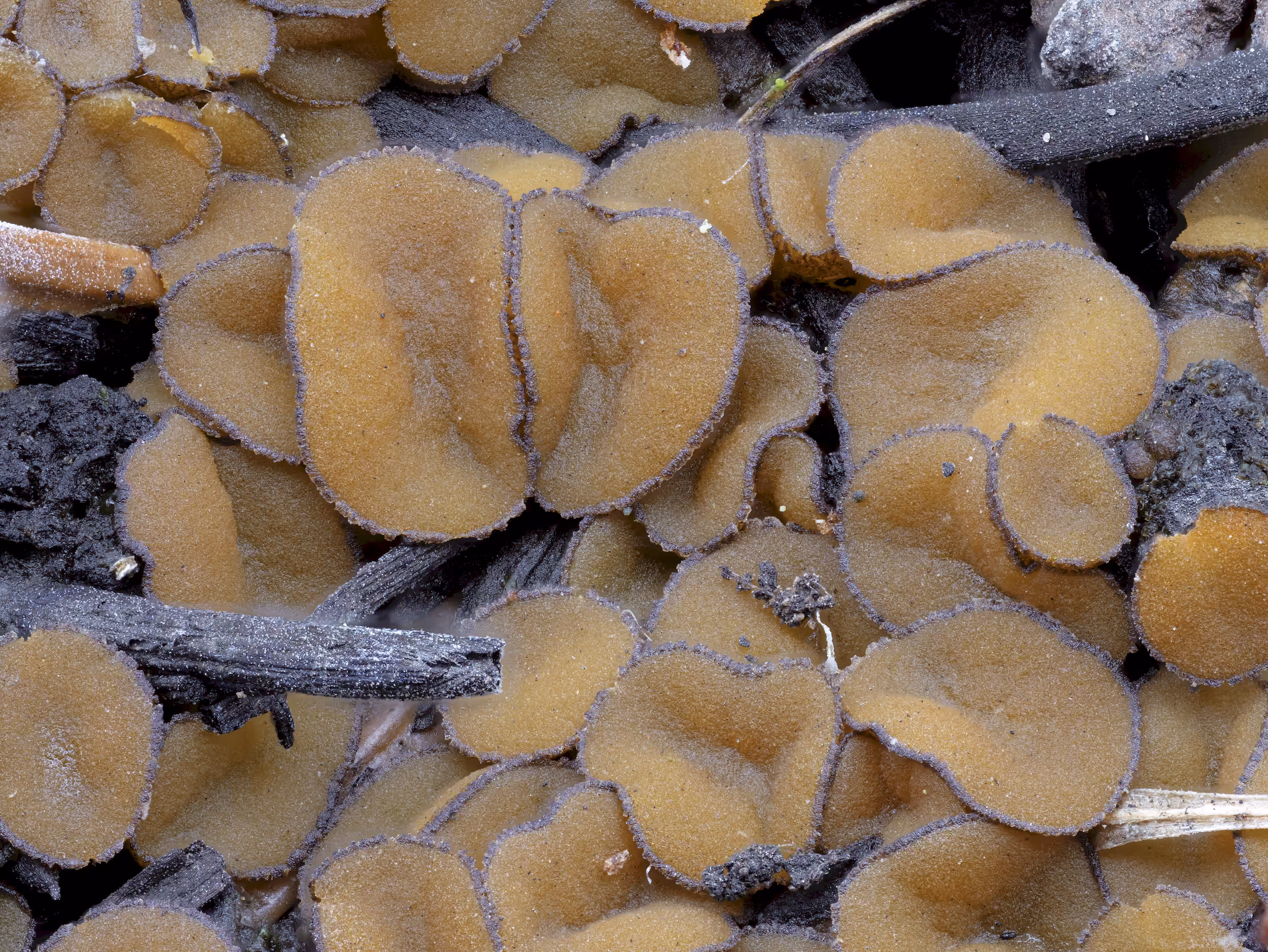 Anthracobia tristis – Dunkler Brandstellenbecherling, Pilzschule-Vogtland