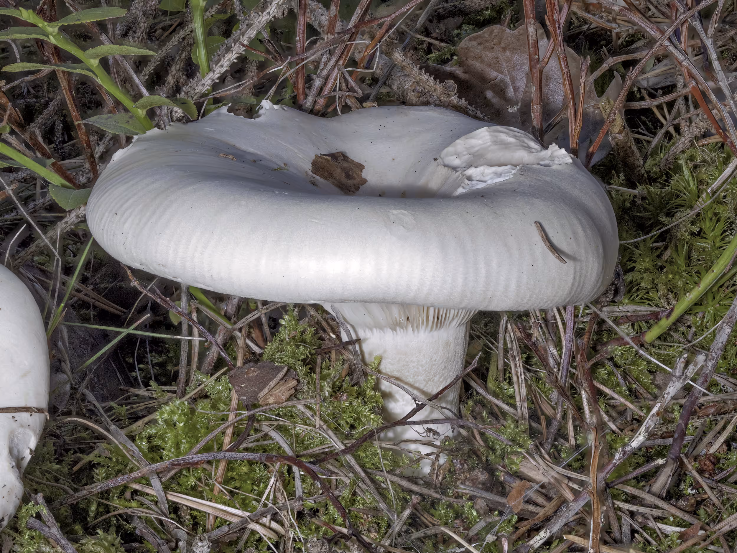 Aspropaxillus giganteus – Riesen-Krempentrichterling, Pilzschule-Vogtland