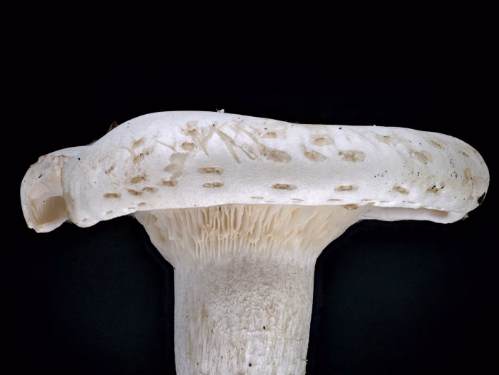 Aspropaxillus giganteus &ndash; Riesen-Krempentrichterling, markant die waagerechte Linie aus kurzen Strichen