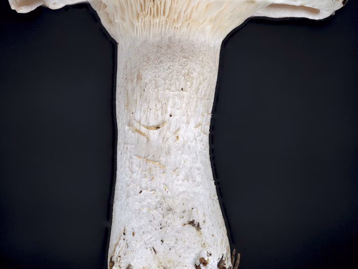 Aspropaxillus giganteus &ndash; Riesen-Krempentrichterling, jung ist der Stiel filzig